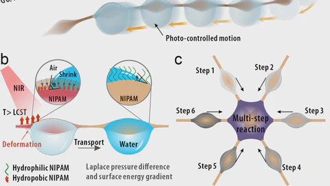 Bioinspired stimuli-responsive spindle-knotted fibers for droplet manipulation