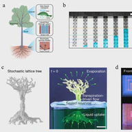 Cellular fluidic-based vascular networks for tissue engineering