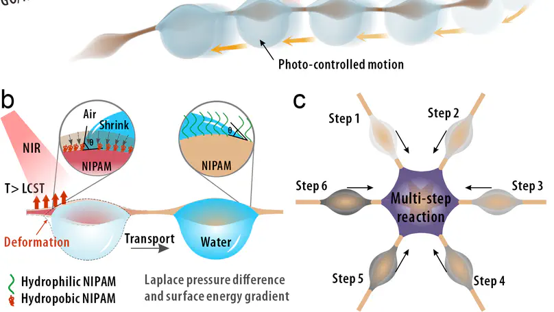 Bioinspired stimuli-responsive spindle-knotted fibers for droplet manipulation