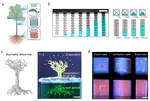 Cellular fluidic-based vascular networks for tissue engineering